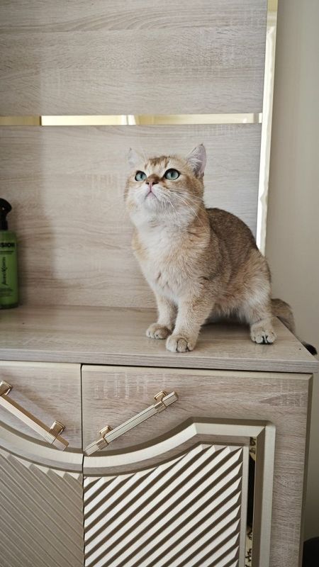 Chinchilla zolotaya