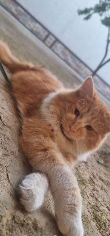 Отдам даром кота в добрые руки