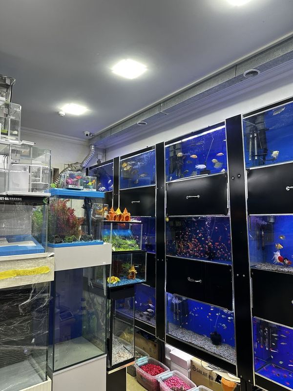 Akvarium va baliqlar olami Akvarium va baliqlar olami