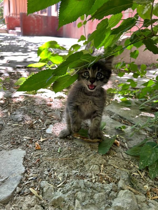 Котёнок в добрые руки Котёнок в добрые руки