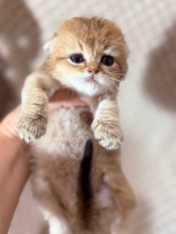 котята Шиншиллы чистокровные котята Шиншиллы чистокровные