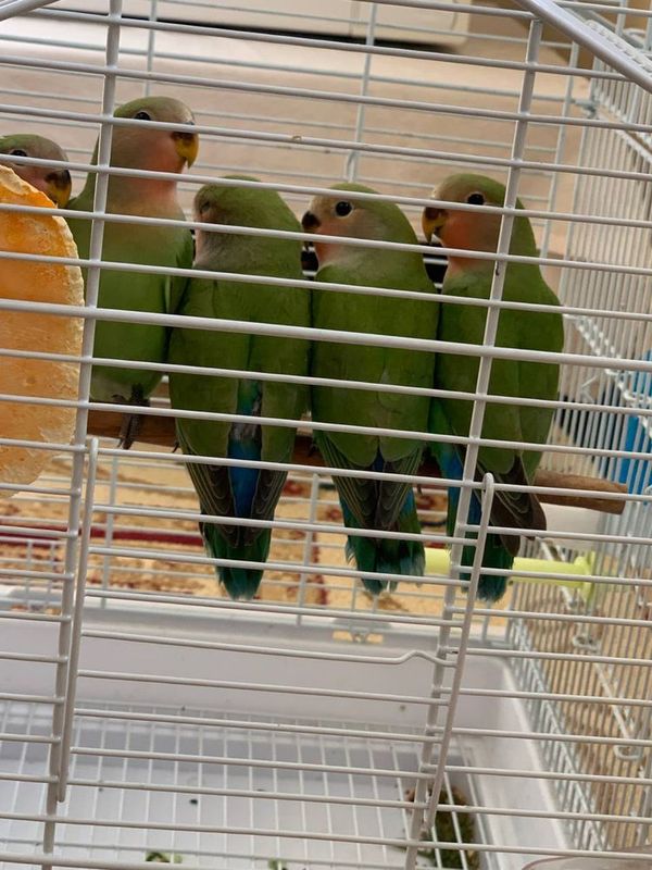 Popugay sotiladi Popugay sotiladi