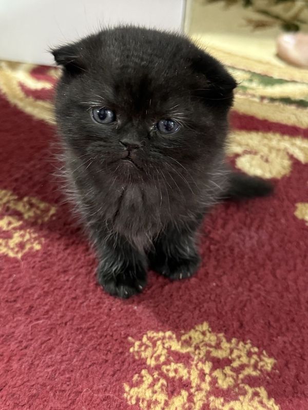 Скоттиш фолд кошка Скоттиш фолд кошка