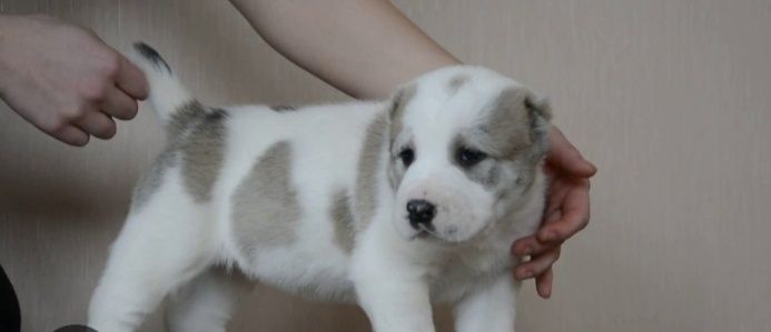 Шеночки алабаев чистокровные