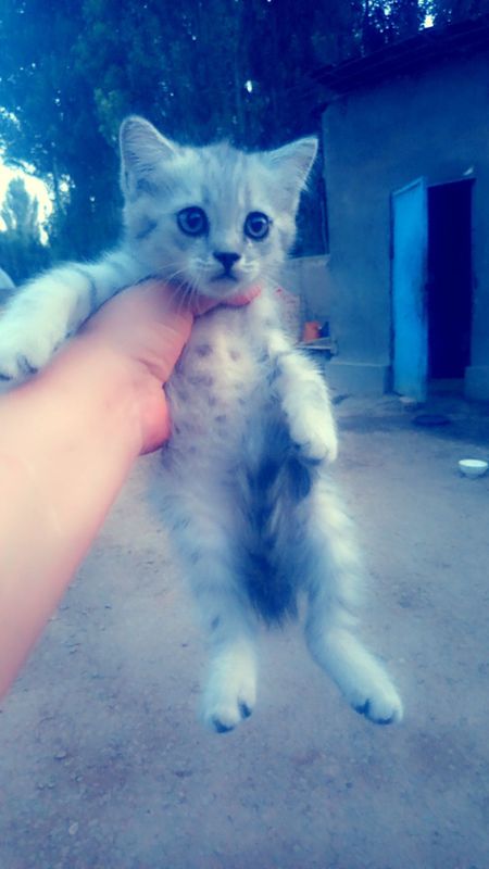 Срочно продаются котята страйт