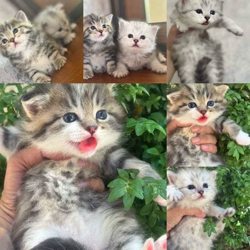 Шотландская шиншила Шотландская шиншила