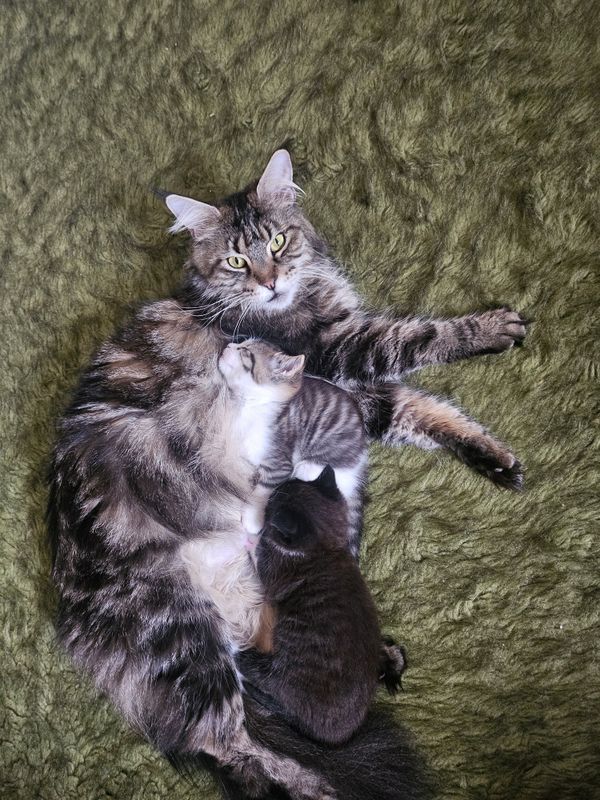 Котята мейнкун шикарные Котята мейнкун шикарные
