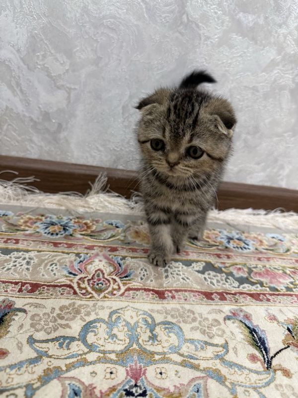 Scottish fold / самец Scottish fold / самец