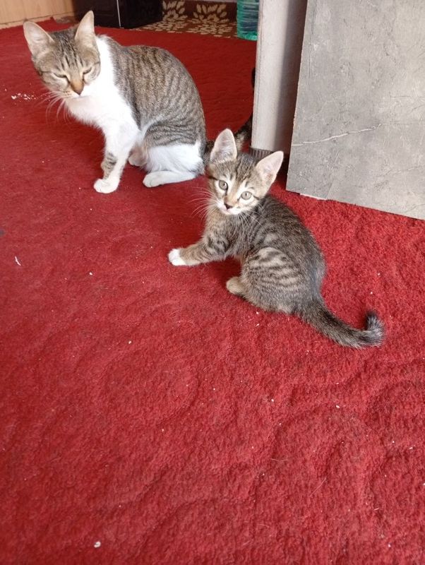 котенок бесплатно котенок бесплатно