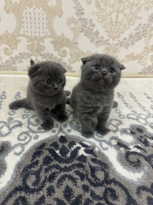 Продается очаровательный котёнок