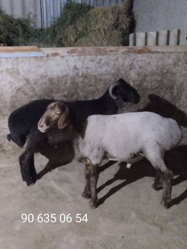 Qóchqorlar sotiladi. Qóchqorlar sotiladi.