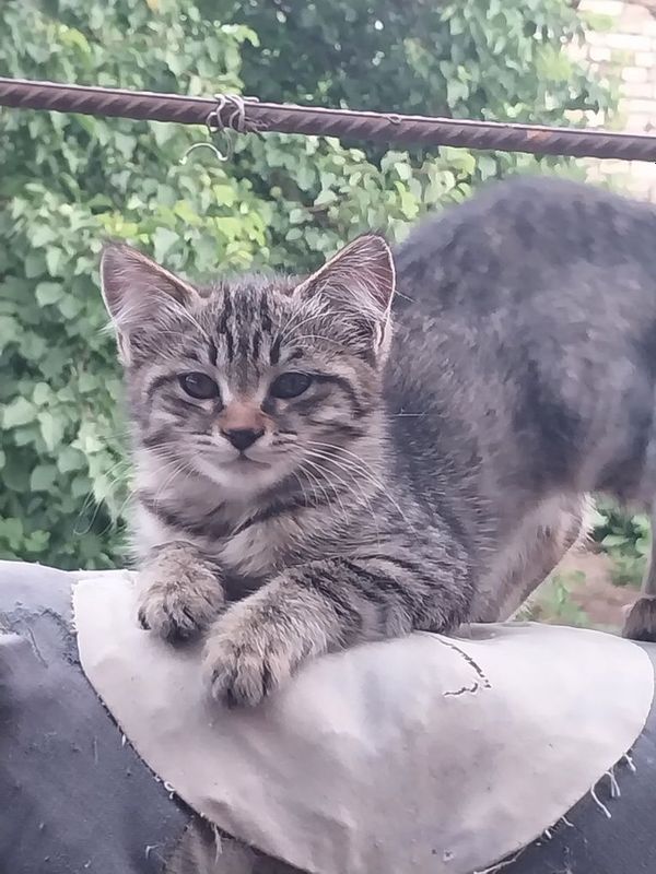 Котёнок-девочка, возраст около 3 месяцев Котёнок-девочка, возраст около 3 месяцев