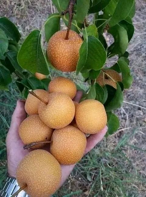 сарик анжр кочатие