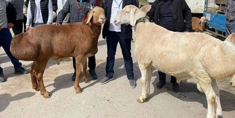 Qurbonlik qoylar Qurbonlik qoylar