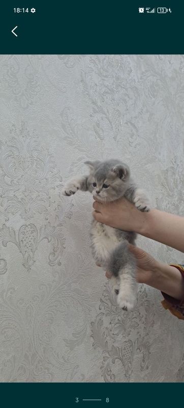 Mushuk bolasi кошки Mushuk bolasi кошки