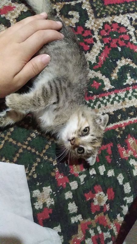 Котёнок бесплатно Котёнок бесплатно