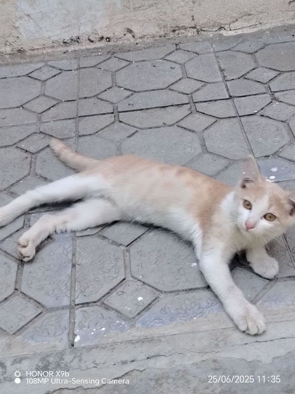 Кошечка 6 месяцев