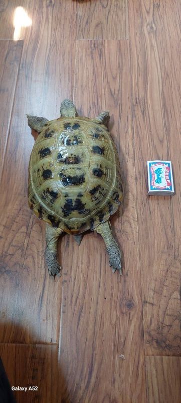 Продаются черепахи Продаются черепахи