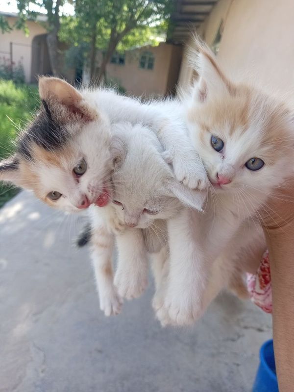 Kichik chiroyli mushukchalar Kichik chiroyli mushukchalar