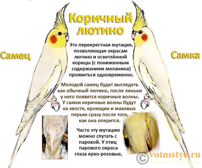 қушлар