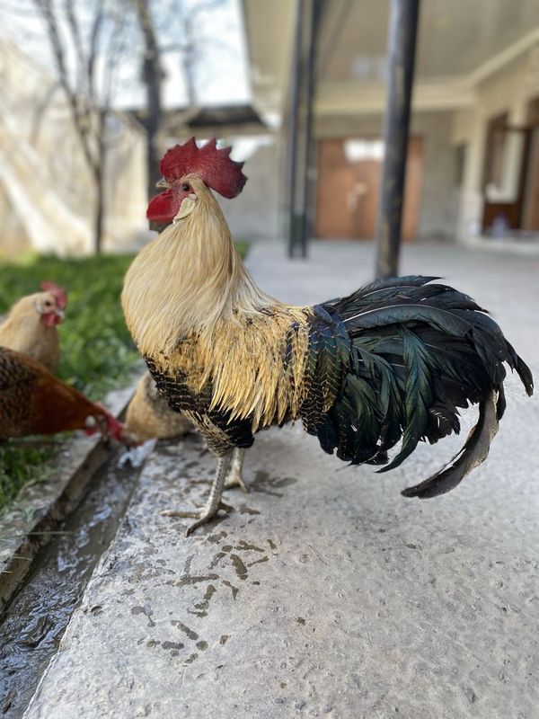 Brikkel limon jojalari ba tuhumlari sotiladi