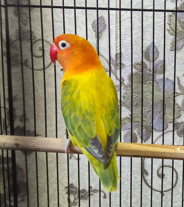 Неразлучник Euwing opaline рабочий самец Неразлучник Euwing opaline рабочий самец
