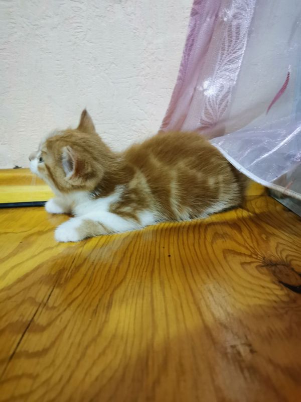 Котята в хорошие руки Котята в хорошие руки
