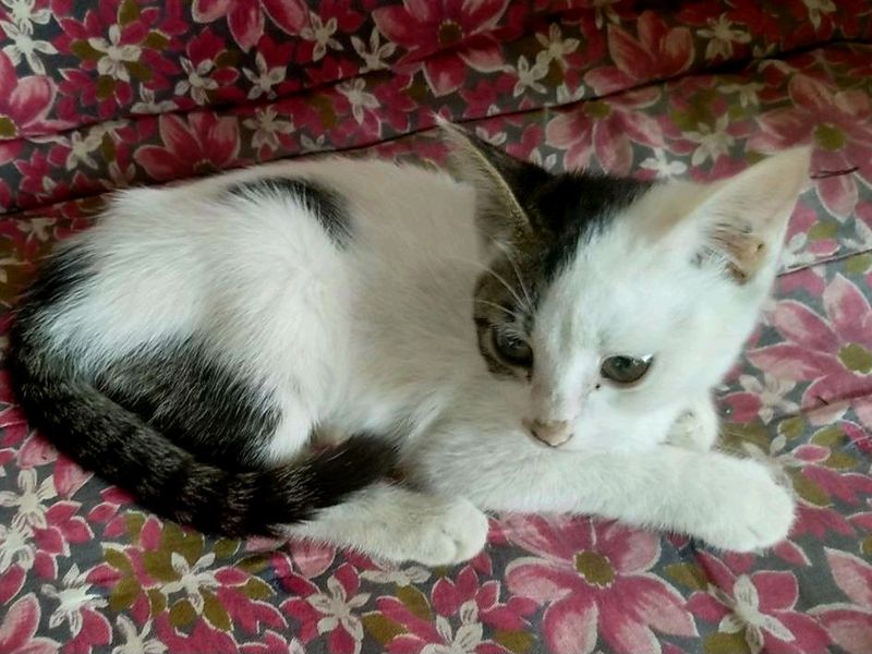 котенок в добрые руки котенок в добрые руки