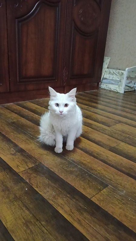 Angora ona bola mushuklar Angora ona bola mushuklar
