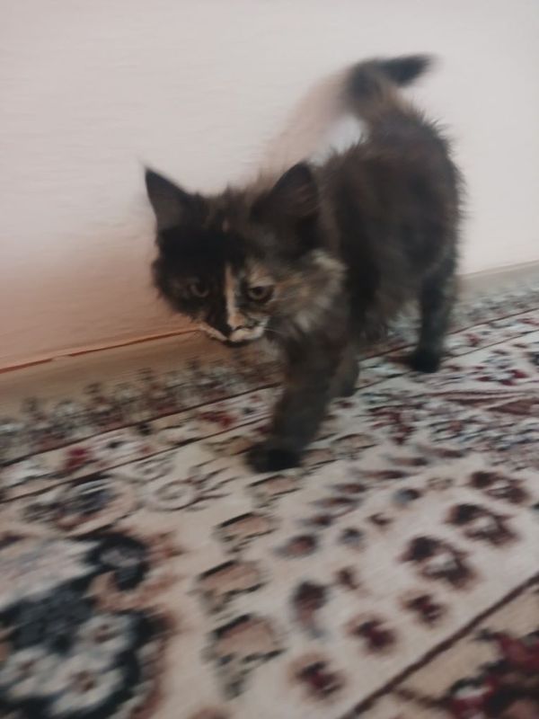 Qiz bola mushuk bolasi Qiz bola mushuk bolasi