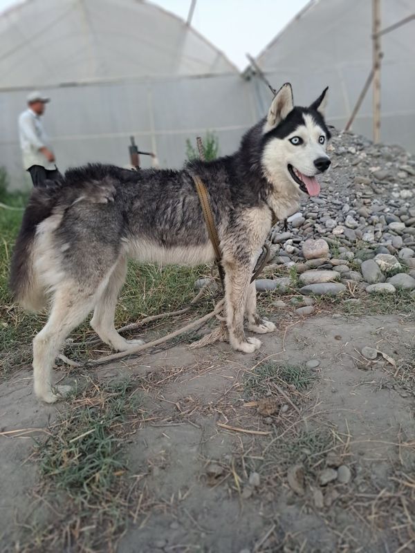 Zot olishga Xaski kerak
