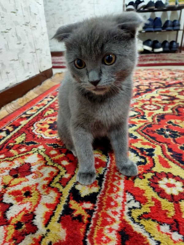 Котёнок 3 месяц породистый Котёнок 3 месяц породистый