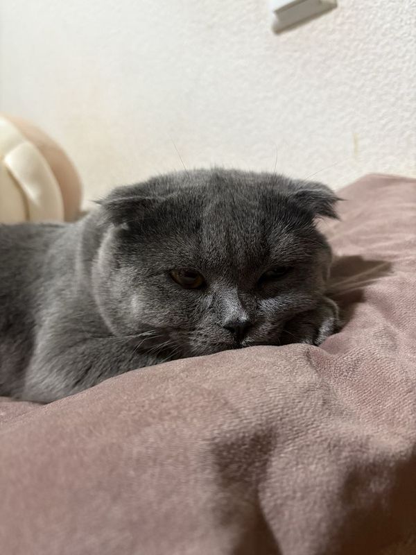 Кот для вязки вислоухий мальчик Кот для вязки вислоухий мальчик