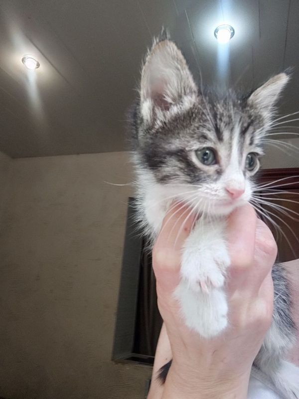 Котята в добрые руки. В хорошие руки котята. Мальчики девочки. Котята в добрые руки. В хорошие руки котята. Мальчики девочки.