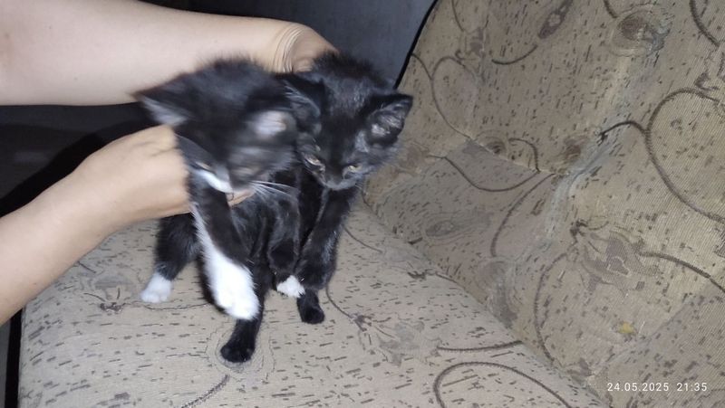Пышык бар жаксы колларга Пышык бар жаксы колларга