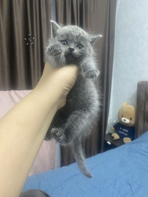 Котенок скотиш страйт Котенок скотиш страйт