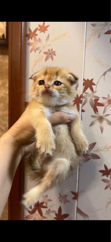 Продается котенок золотой Фолд Продается котенок золотой Фолд