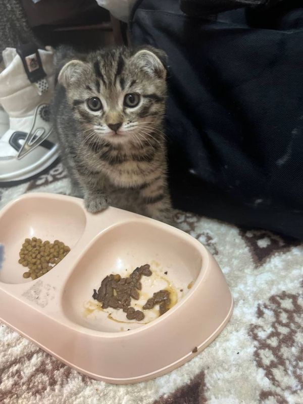 Mushuk koshka котенок Mushuk koshka котенок