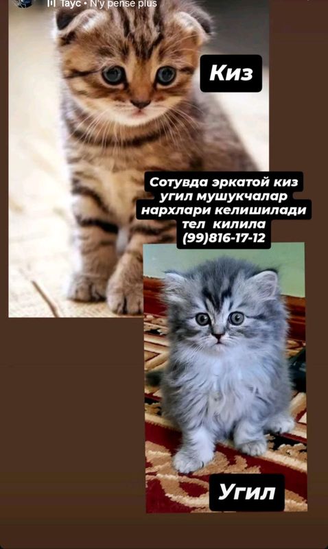 сотувда эркатой мушукчалар кони тоза зотдор сотувда эркатой мушукчалар кони тоза зотдор