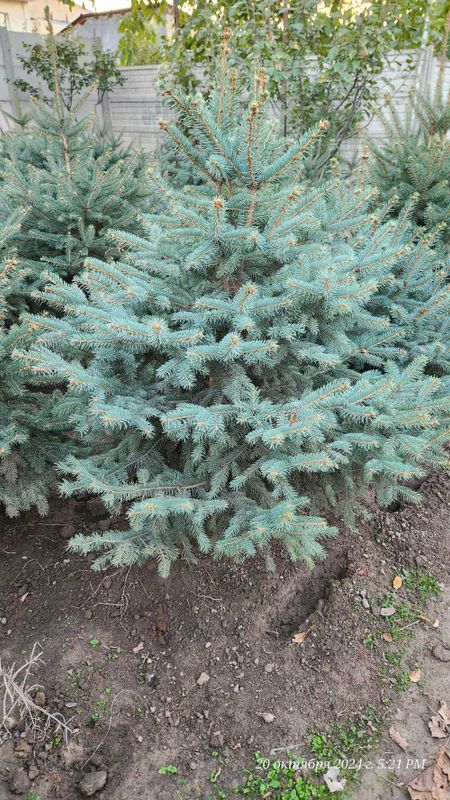 Премиум голубая ель colorado spruce последняя возможность в этом году!