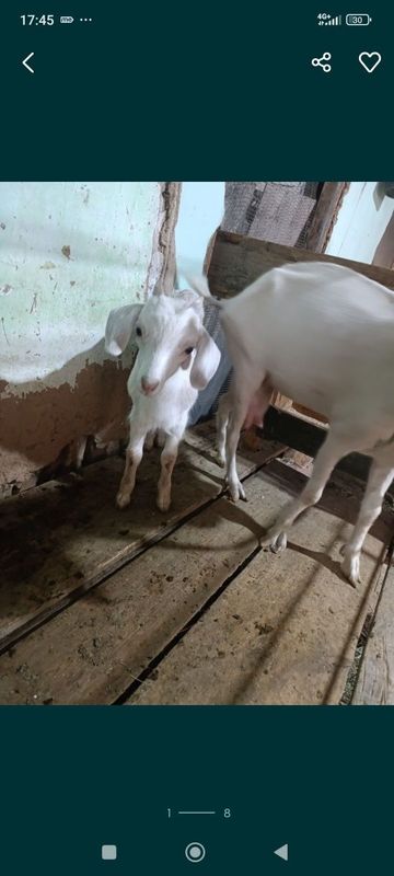 echki bolasni almashaman echki bolasni almashaman