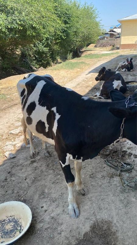 Sigir sotiladi. Kamida 5 litr suti bor Sigir sotiladi. Kamida 5 litr suti bor
