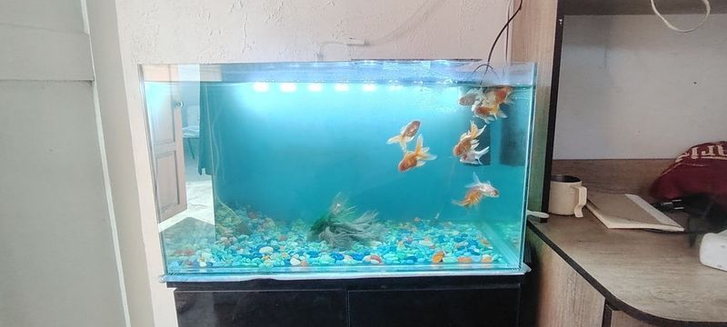 akvaryum sotiladi 80litirli boyi 40sm eniga 70sm akvaryum sotiladi 80litirli boyi 40sm eniga 70sm