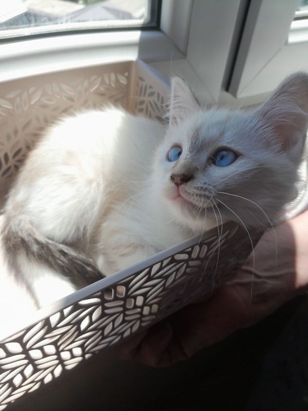 Котенок-девочка, 1,5 месяца, отец - породы "Невская маскарадная"