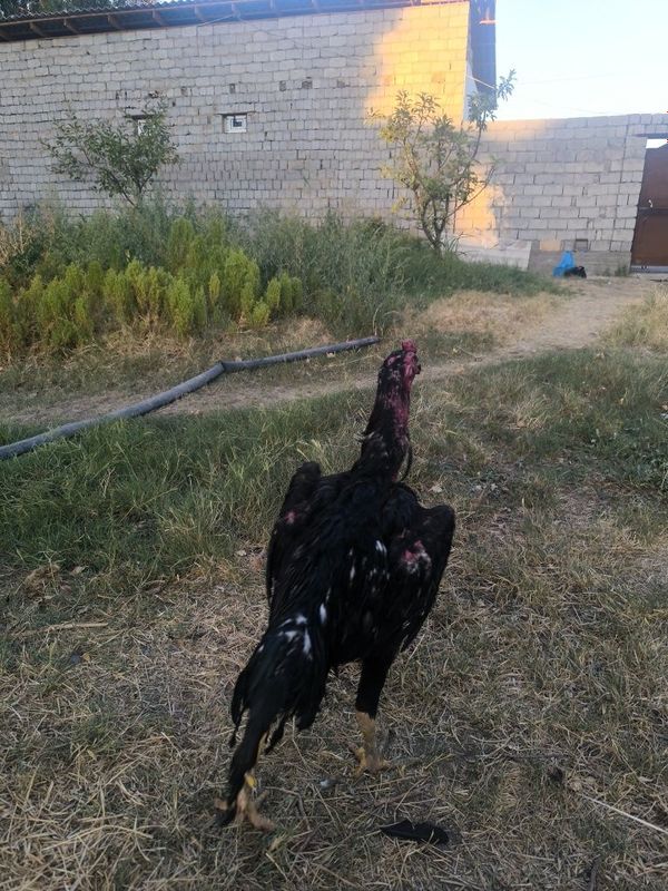 Dakan horoz 10 oylik 4kg Dakan horoz 10 oylik 4kg