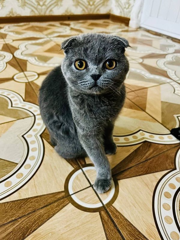 продаётся скотиш фолд продаётся скотиш фолд