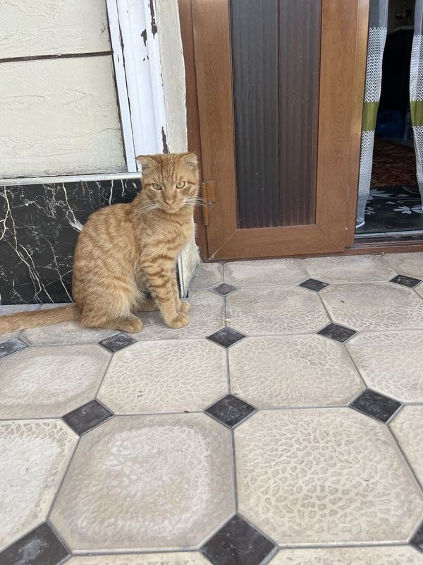отдам кота 7 мес отдам кота 7 мес