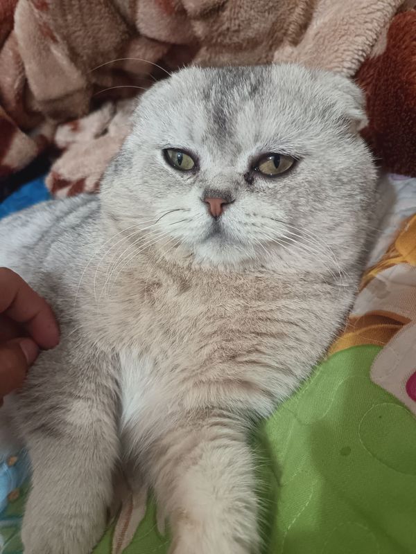 Parodniy mushuk seriy rang Parodniy mushuk seriy rang