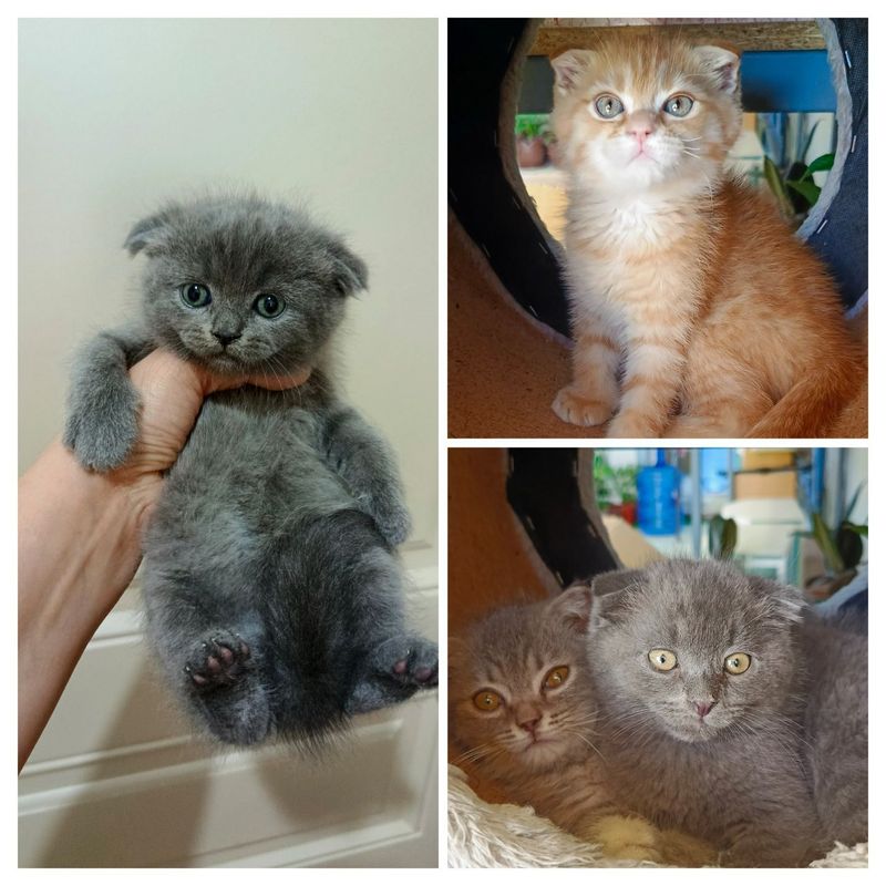 Продается шотландский котята Продается шотландский котята
