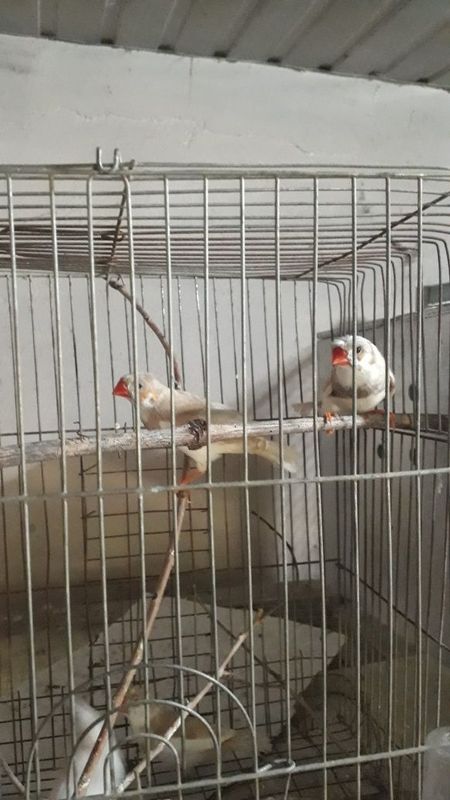Амадинка чубатий кушла Амадинка чубатий кушла